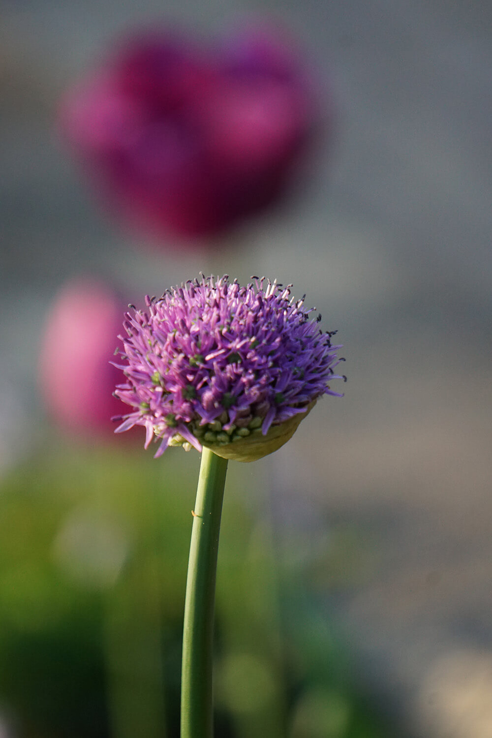 Allium