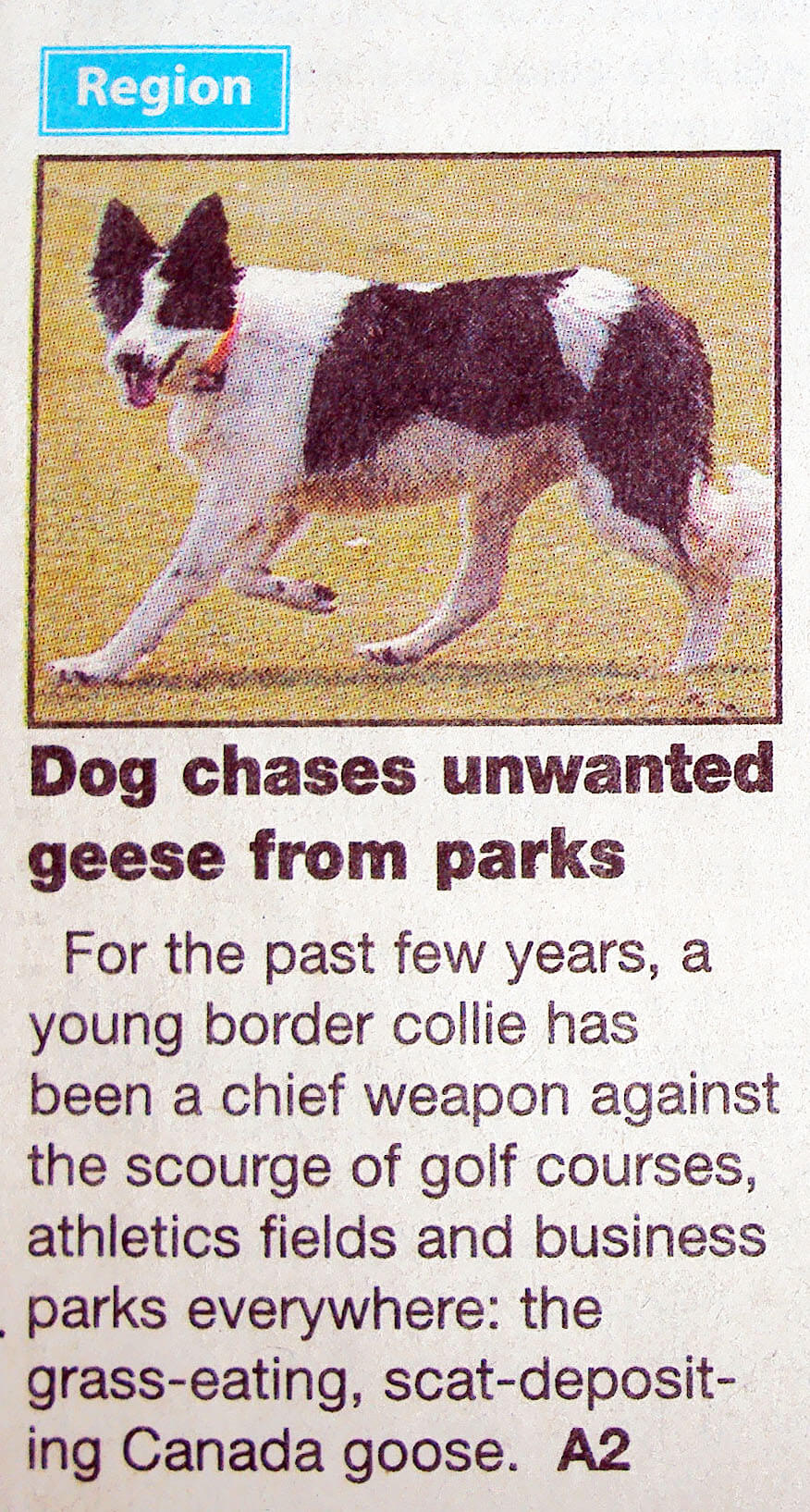 Dog chases unwanted geese from parks_DailyProgress_Bettydog