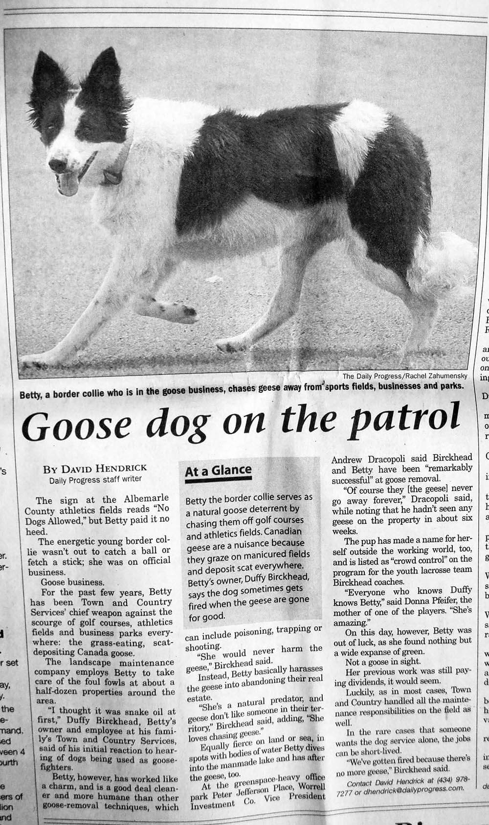 Goose dog on the patrol