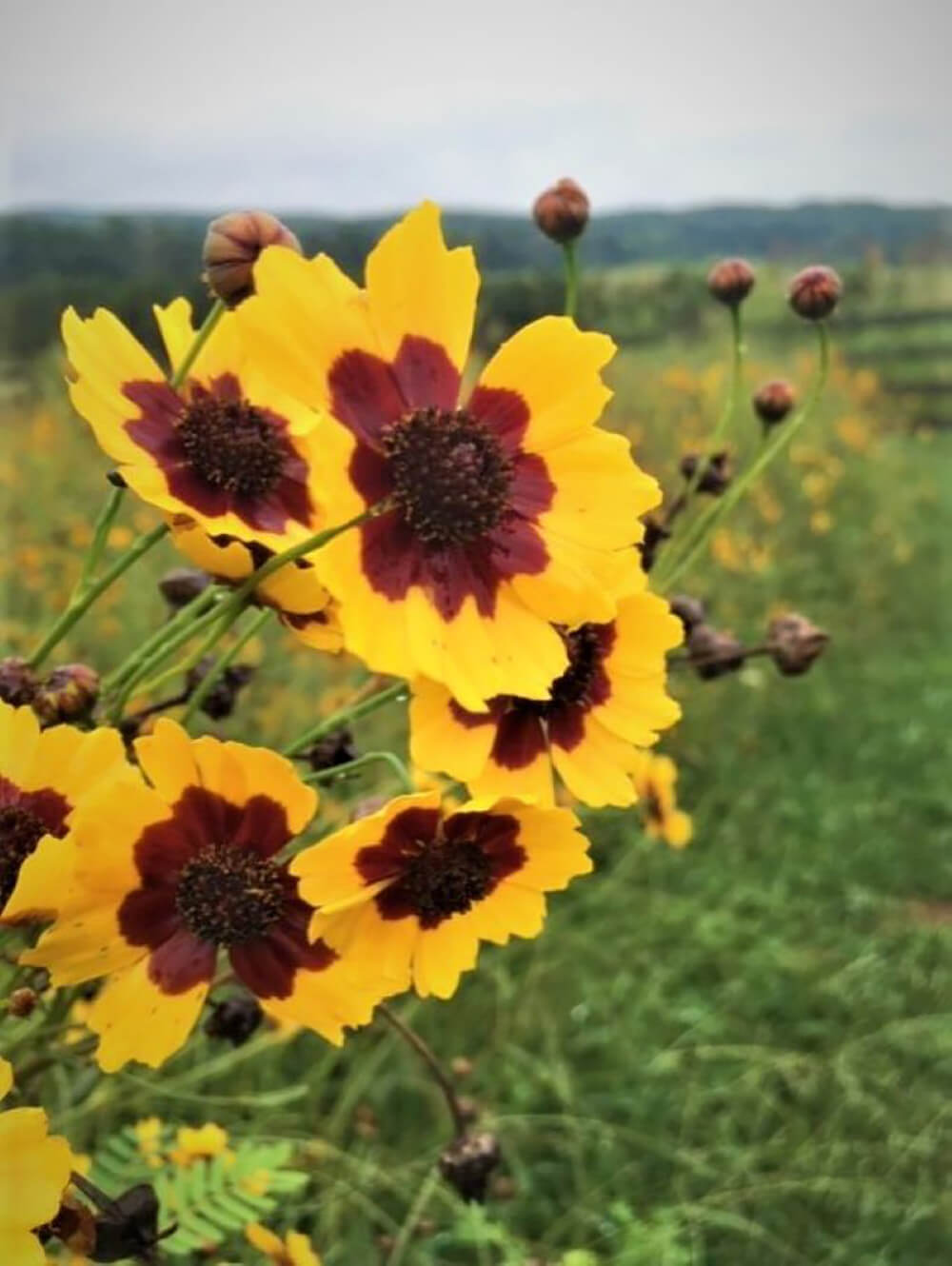 coreopsis (2) BiggerSize